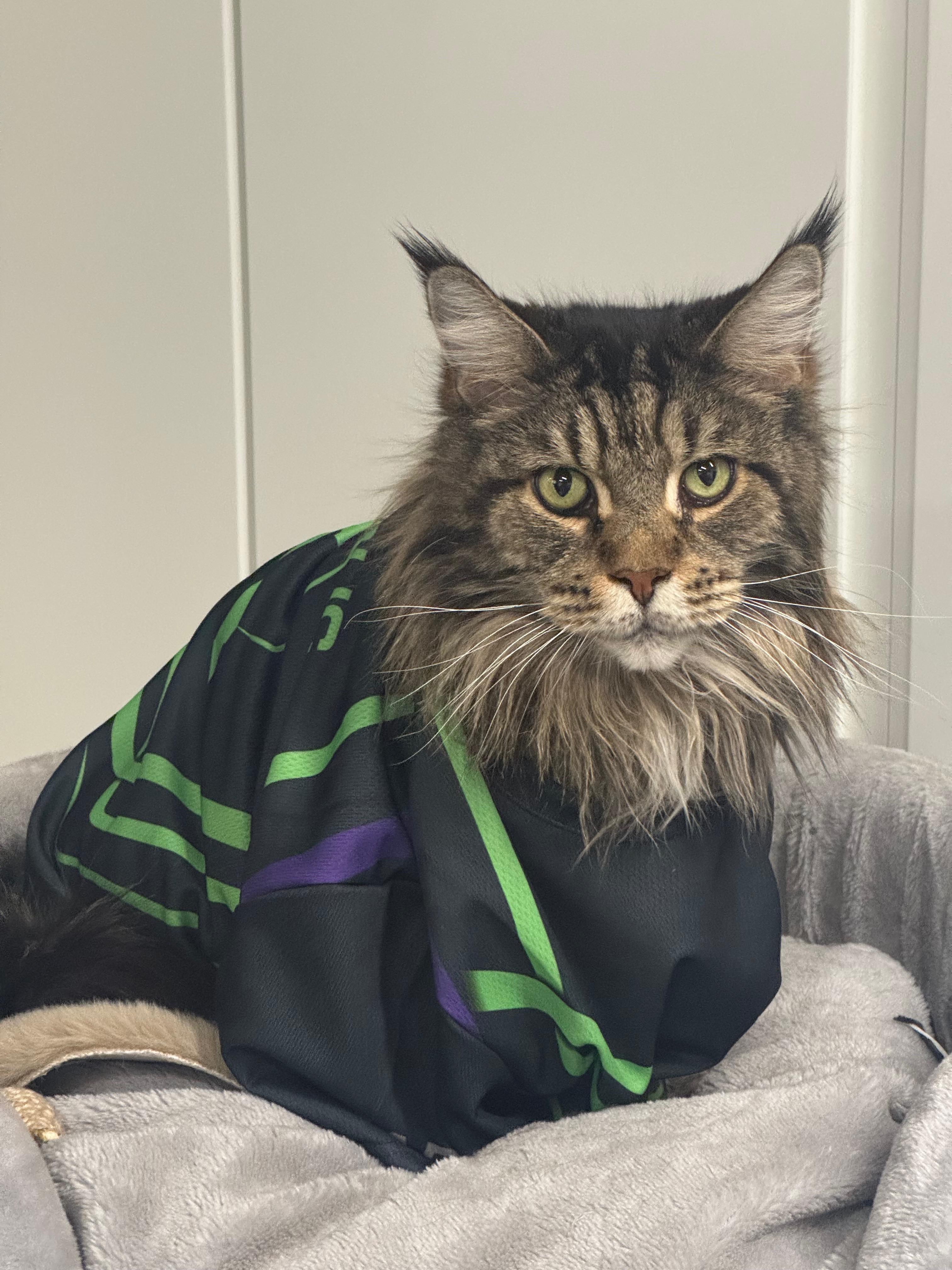 Frank, mascotte ufficiale RaceRepublic e Frank's Club